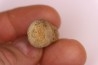 spinifructus antiquus (palm fruit) - upper cretaceous - hell creek fmt - Dawson Co. - Montana - USA