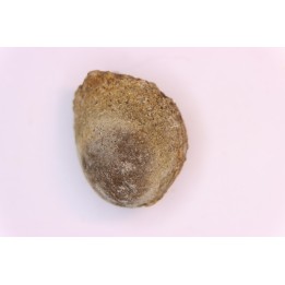 spinifructus antiquus (palm fruit) - upper cretaceous - hell creek fmt - Dawson Co. - Montana - USA