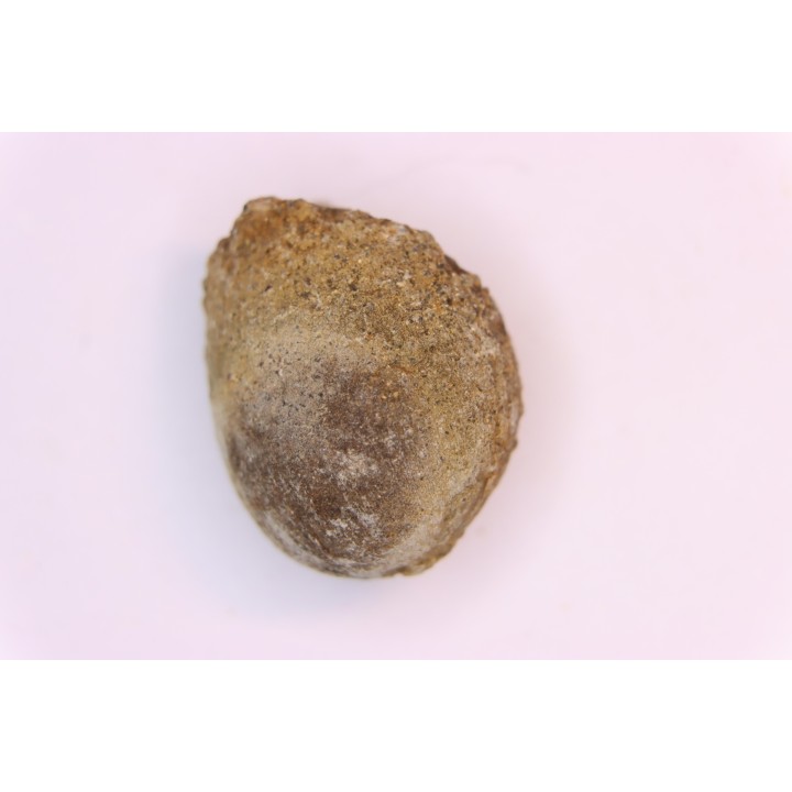 spinifructus antiquus (palm fruit) - upper cretaceous - hell creek fmt - Dawson Co. - Montana - USA