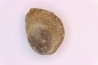 spinifructus antiquus (palm fruit) - upper cretaceous - hell creek fmt - Dawson Co. - Montana - USA