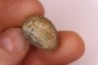 spinifructus antiquus (palm fruit)  crétacé superieur - hell creek fmt - Dawson Co. - Montana - USA