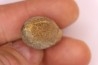 spinifructus antiquus (palm fruit) - upper cretaceous - hell creek fmt - Dawson Co. - Montana - USA