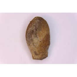 spinifructus antiquus (palm fruit)  crétacé superieur - hell creek fmt - Dawson Co. - Montana - USA