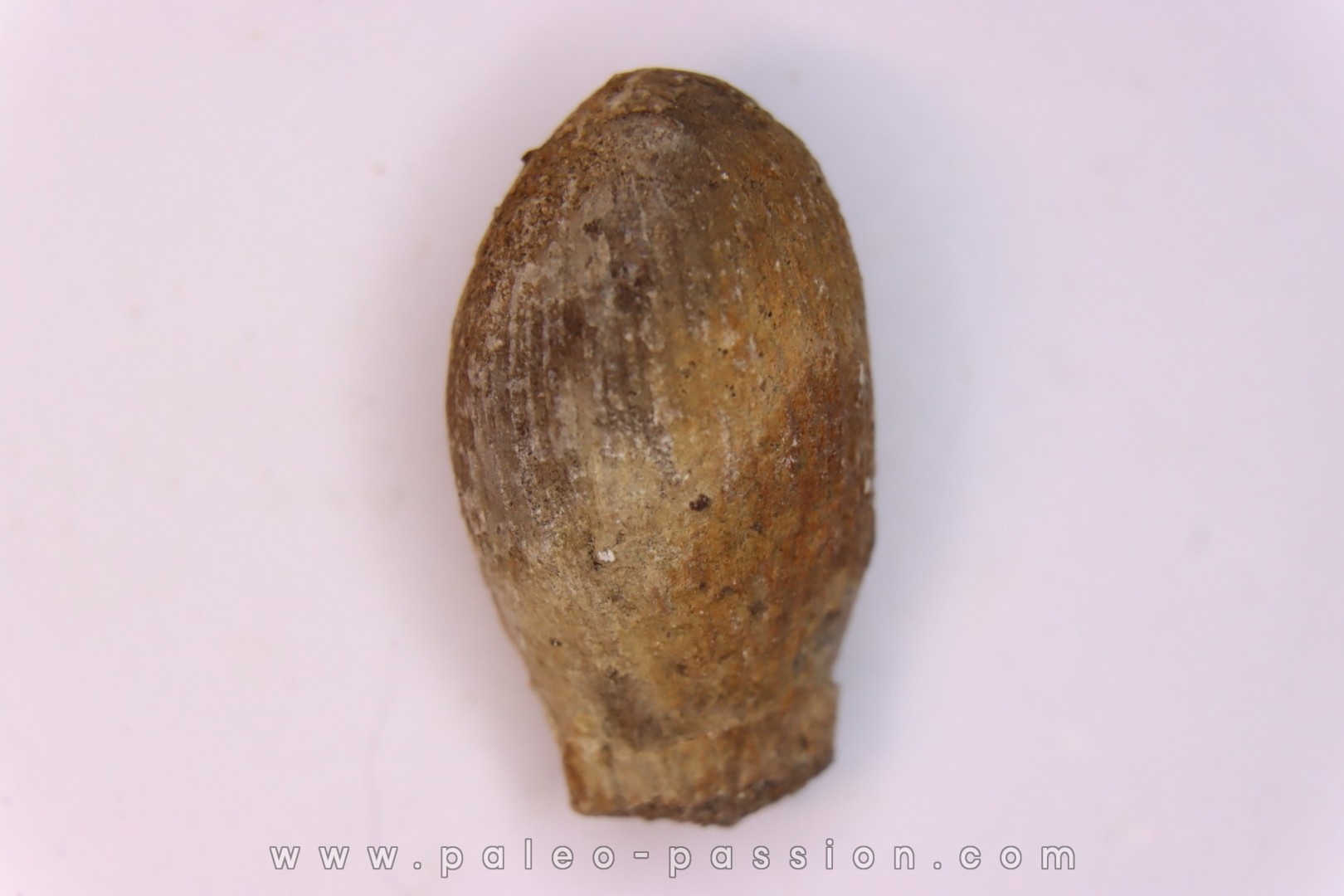 spinifructus antiquus (palm fruit) - upper cretaceous - hell creek fmt - Dawson Co. - Montana - USA
