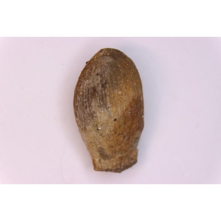 spinifructus antiquus (palm fruit)  crétacé superieur - hell creek fmt - Dawson Co. - Montana - USA