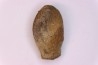 spinifructus antiquus (palm fruit) - upper cretaceous - hell creek fmt - Dawson Co. - Montana - USA