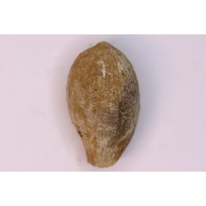 spinifructus antiquus (palm fruit) - upper cretaceous - hell creek fmt - Dawson Co. - Montana - USA