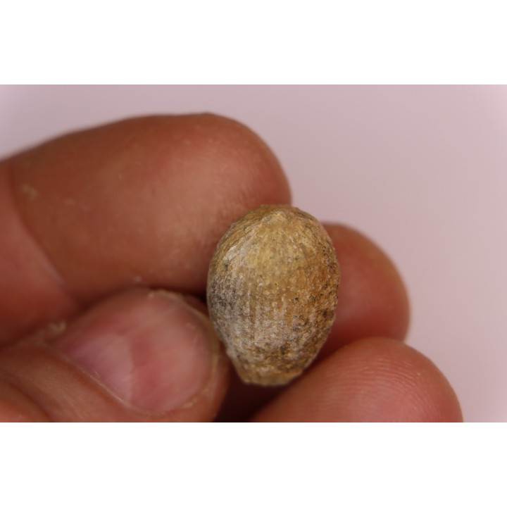 spinifructus antiquus (palm fruit)  crétacé superieur - hell creek fmt - Dawson Co. - Montana - USA