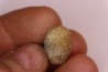 spinifructus antiquus (palm fruit) - upper cretaceous - hell creek fmt - Dawson Co. - Montana - USA