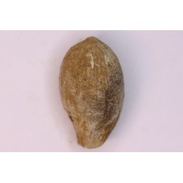 spinifructus antiquus (palm fruit)  crétacé superieur - hell creek fmt - Dawson Co. - Montana - USA