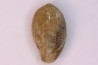 spinifructus antiquus (palm fruit)  crétacé superieur - hell creek fmt - Dawson Co. - Montana - USA