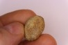 spinifructus antiquus (palm fruit) - upper cretaceous - hell creek fmt - Dawson Co. - Montana - USA