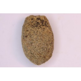 spinifructus antiquus (palm fruit) - upper cretaceous - hell creek fmt - Dawson Co. - Montana - USA