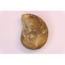 nautilus:  Somalinautilus clavifer - Bathonian -  Saint Benin d'Azy - FRANCE