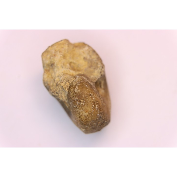 nautilus:  Somalinautilus clavifer - Bathonian -  Saint Benin d'Azy - FRANCE