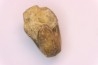 nautile:  Somalinautilus clavifer - Bathonien - Saint Benin d'Azy (58) FRANCE