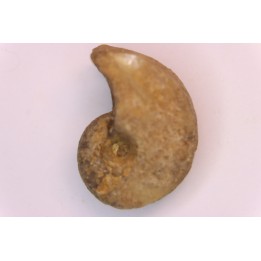 nautilus:  Somalinautilus clavifer - Bathonian -  Saint Benin d'Azy - FRANCE