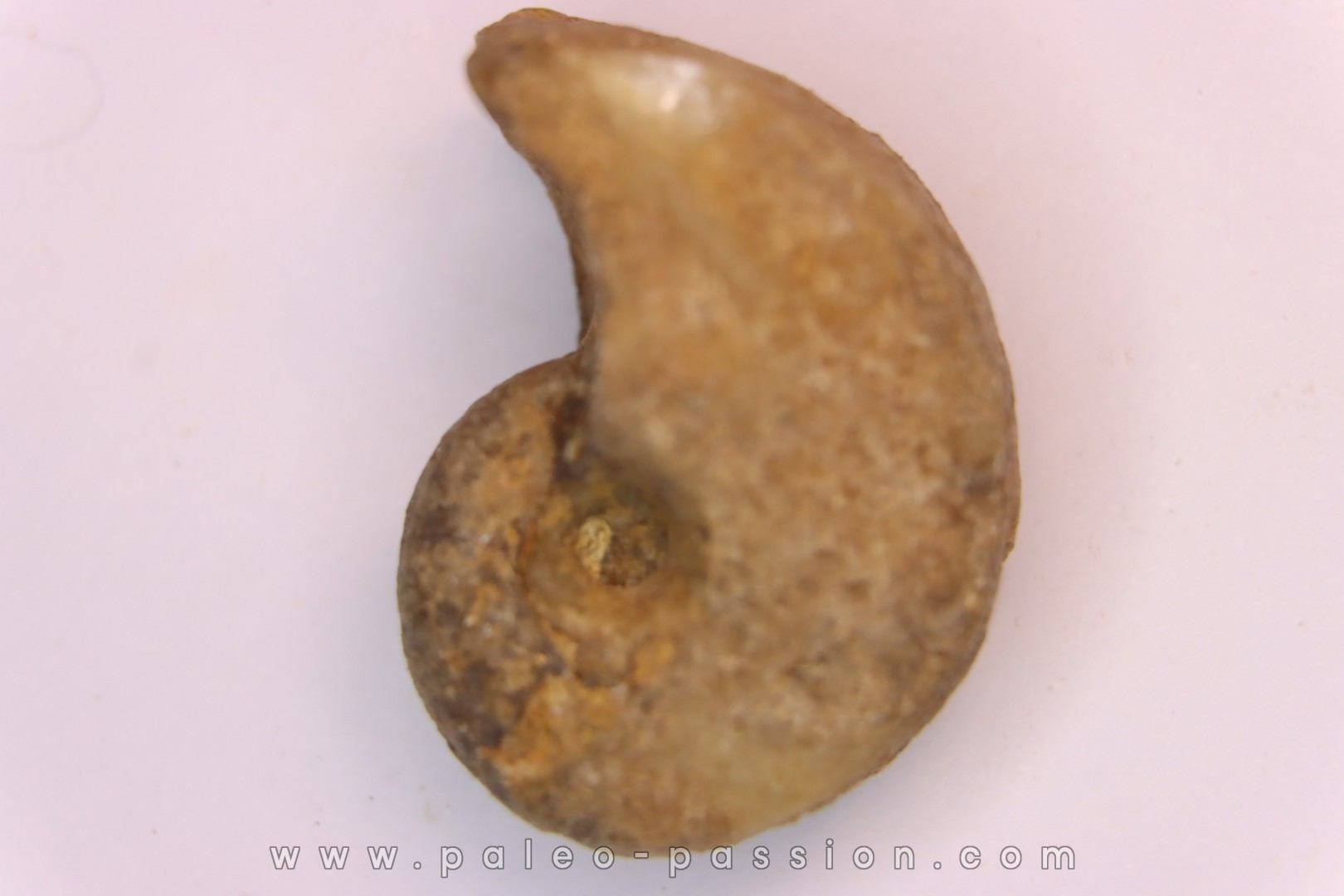 nautilus: Somalinautilus clavifer - Bathonian - Saint Benin d'Azy - FRANCE