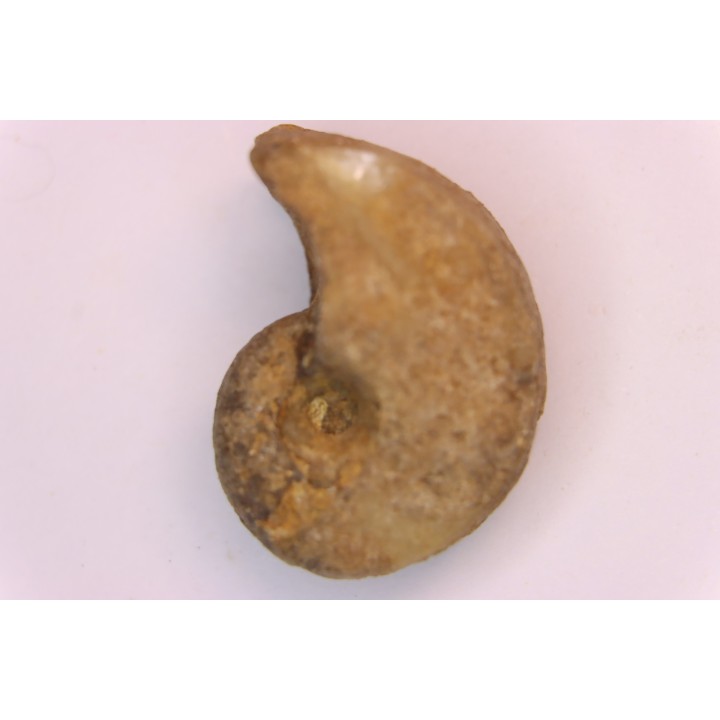nautile:  Somalinautilus clavifer - Bathonien - Saint Benin d'Azy (58) FRANCE