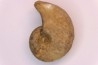 nautile:  Somalinautilus clavifer - Bathonien - Saint Benin d'Azy (58) FRANCE