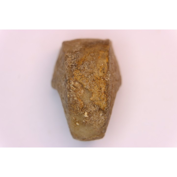 nautile:  Somalinautilus clavifer - Bathonien - Saint Benin d'Azy (58) FRANCE