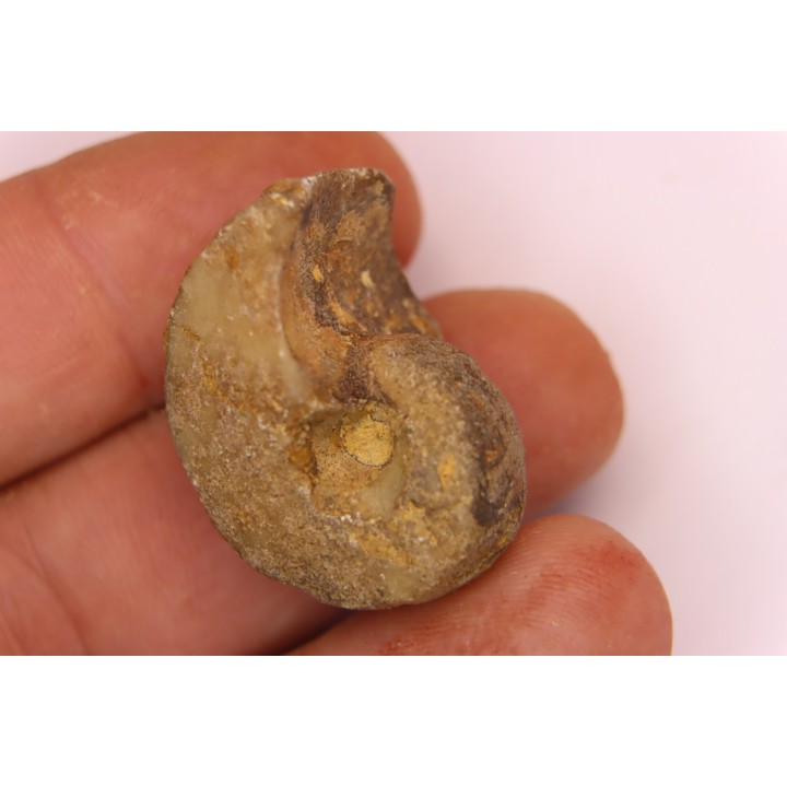 nautilus:  Somalinautilus clavifer - Bathonian -  Saint Benin d'Azy - FRANCE