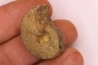 nautile:  Somalinautilus clavifer - Bathonien - Saint Benin d'Azy (58) FRANCE
