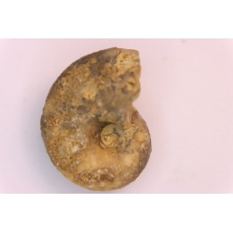 nautilus:  Somalinautilus clavifer - Bathonian -  Saint Benin d'Azy - FRANCE