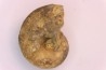 nautile:  Somalinautilus clavifer - Bathonien - Saint Benin d'Azy (58) FRANCE