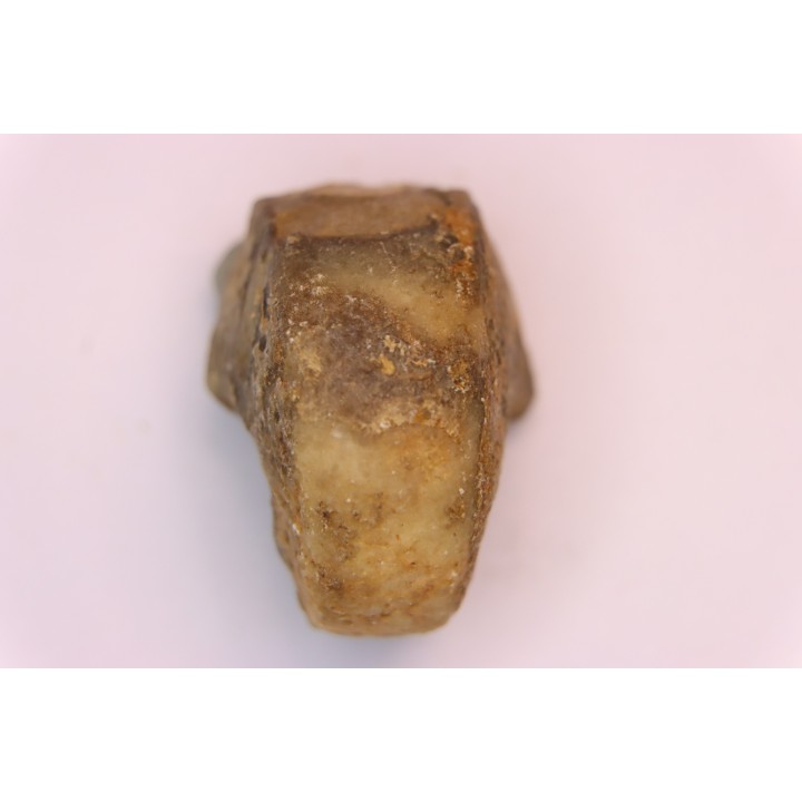 nautilus:  Somalinautilus clavifer - Bathonian -  Saint Benin d'Azy - FRANCE