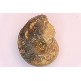 nautilus:  Somalinautilus clavifer - Bathonian -  Saint Benin d'Azy - FRANCE