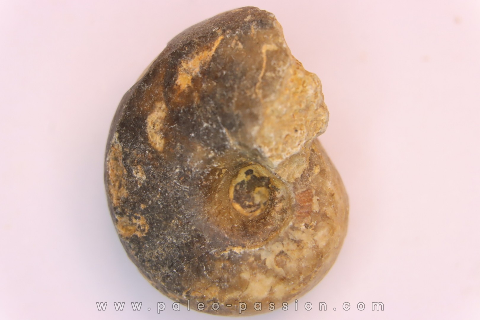 nautilus: Somalinautilus clavifer - Bathonian - Saint Benin d'Azy - FRANCE