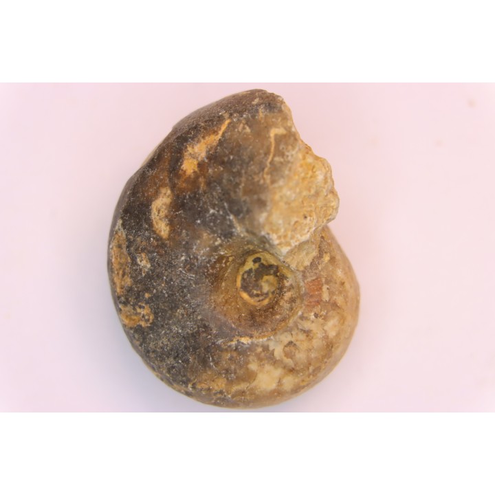 nautilus:  Somalinautilus clavifer - Bathonian -  Saint Benin d'Azy - FRANCE