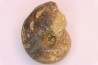 nautilus: Somalinautilus clavifer - Bathonian - Saint Benin d'Azy - FRANCE