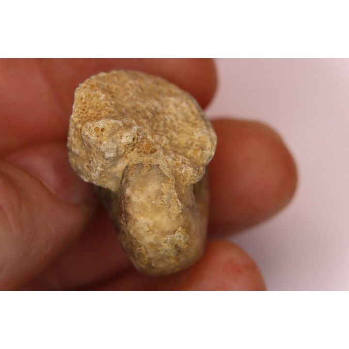 nautile:  Somalinautilus clavifer - Bathonien - Saint Benin d'Azy (58) FRANCE