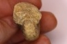nautile:  Somalinautilus clavifer - Bathonien - Saint Benin d'Azy (58) FRANCE