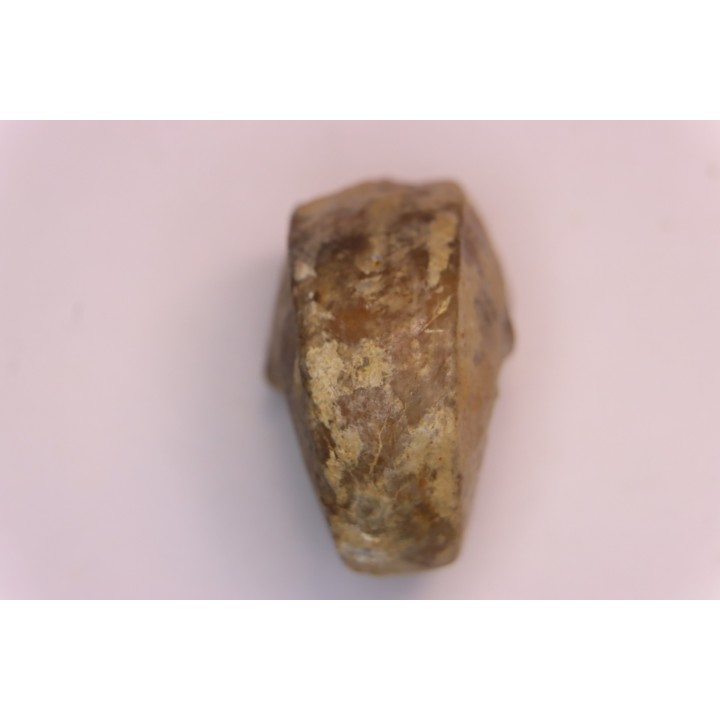 nautile:  Somalinautilus clavifer - Bathonien - Saint Benin d'Azy (58) FRANCE