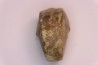 nautilus:  Somalinautilus clavifer - Bathonian -  Saint Benin d'Azy - FRANCE