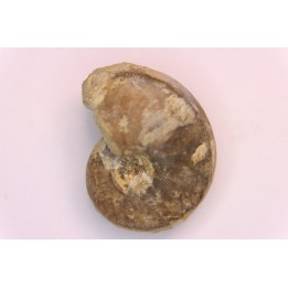 nautile:  Somalinautilus clavifer - Bathonien - Saint Benin d'Azy (58) FRANCE