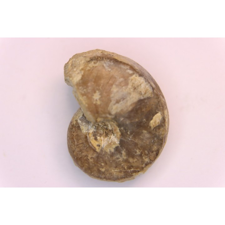 nautile:  Somalinautilus clavifer - Bathonien - Saint Benin d'Azy (58) FRANCE