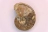 nautilus:  Somalinautilus clavifer - Bathonian -  Saint Benin d'Azy - FRANCE
