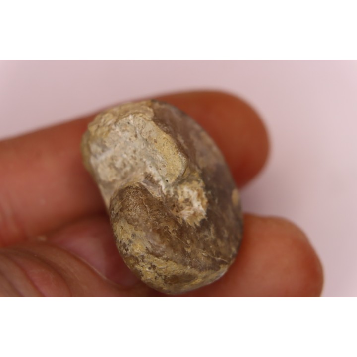 nautile:  Somalinautilus clavifer - Bathonien - Saint Benin d'Azy (58) FRANCE