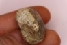 nautile:  Somalinautilus clavifer - Bathonien - Saint Benin d'Azy (58) FRANCE