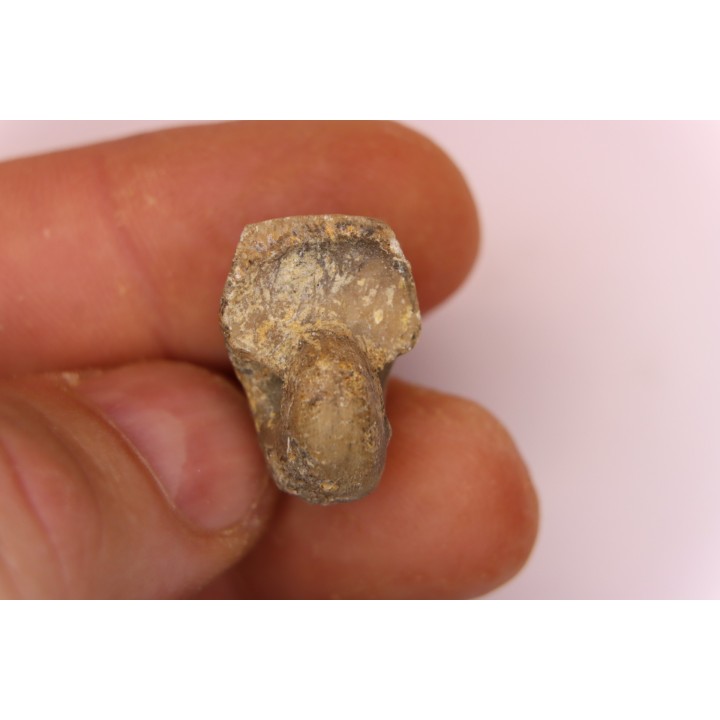nautilus:  Somalinautilus clavifer - Bathonian -  Saint Benin d'Azy - FRANCE