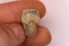 nautilus:  Somalinautilus clavifer - Bathonian -  Saint Benin d'Azy - FRANCE