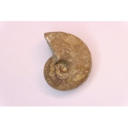 nautilus:  Somalinautilus clavifer - Bathonian -  Saint Benin d'Azy - FRANCE