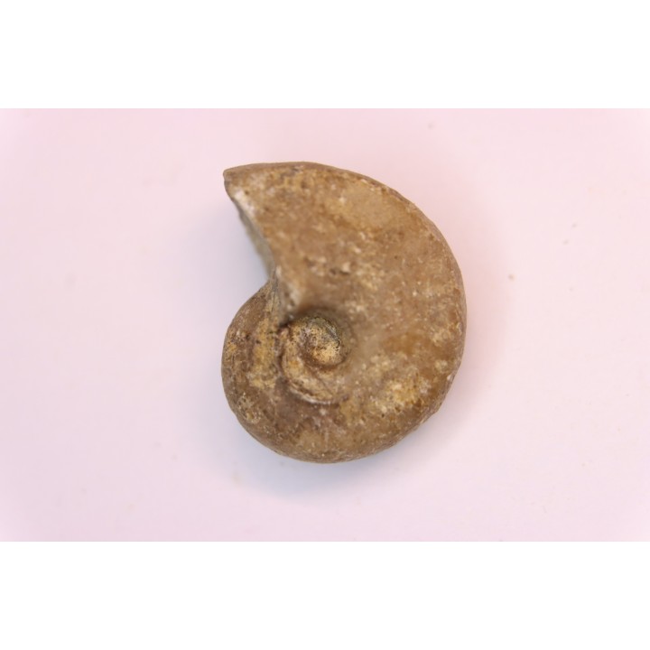nautilus:  Somalinautilus clavifer - Bathonian -  Saint Benin d'Azy - FRANCE