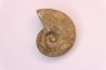 nautile:  Somalinautilus clavifer - Bathonien - Saint Benin d'Azy (58) FRANCE