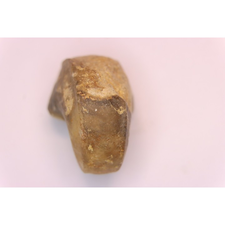 nautile:  Somalinautilus clavifer - Bathonien - Saint Benin d'Azy (58) FRANCE