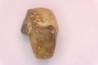 nautile:  Somalinautilus clavifer - Bathonien - Saint Benin d'Azy (58) FRANCE